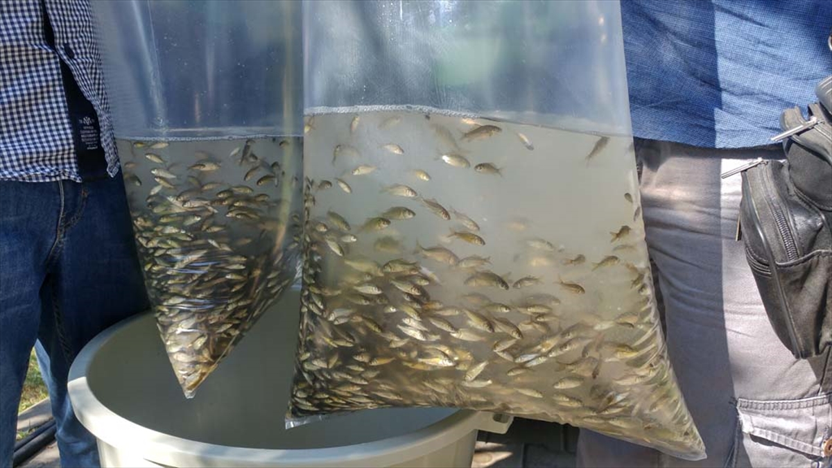 Çanakkale'deki Göletlere Sazan Balığı Takviyesi