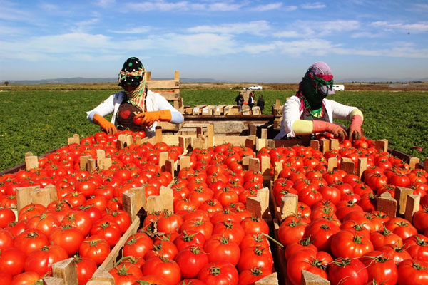 Çanakkale'de Domates Üreticisinin Yüzü Güldü