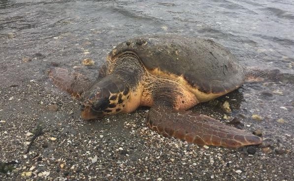 Soğuk Şokuna Giren Caretta Sahile Vurdu