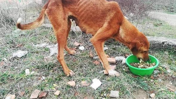 Gelibolu'da Ölmek Üzere Olan Sokak Köpeğini Hayvanseverler Kurtardı