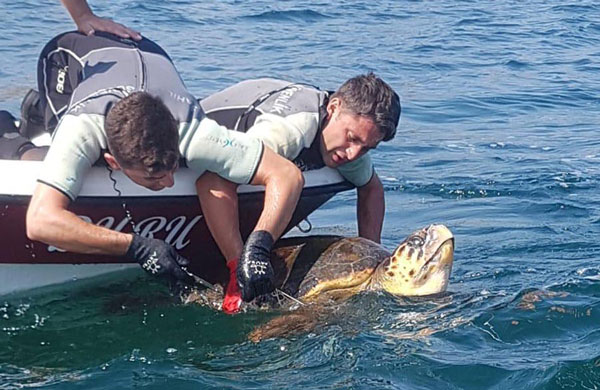 Ağa Takılan Caretta Caretta Kurtarıldı