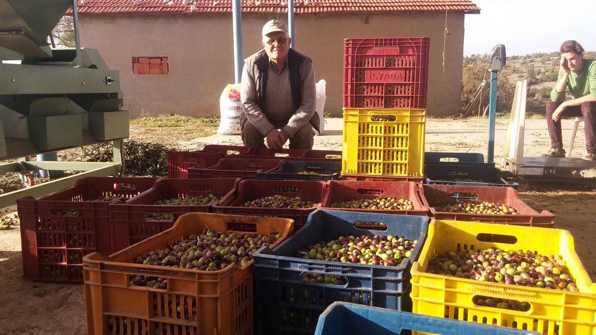 Sele Yol Açan Yağmur, Zeytin Üreticisine Bereket Oldu