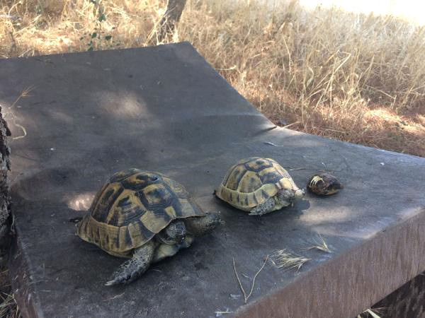 Çanakkale'deki Ot Yangınında Kaplumbağalar Telef Oldu