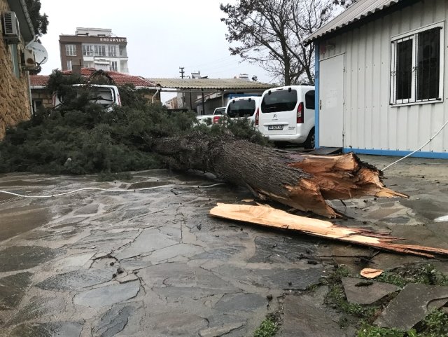 Ayvacık'ta Şiddetli Rüzgar Ağaç Devirdi