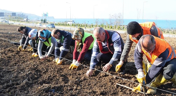 Türkiye'nin ilk ısırgan otu tarlası Giresun'da kuruldu