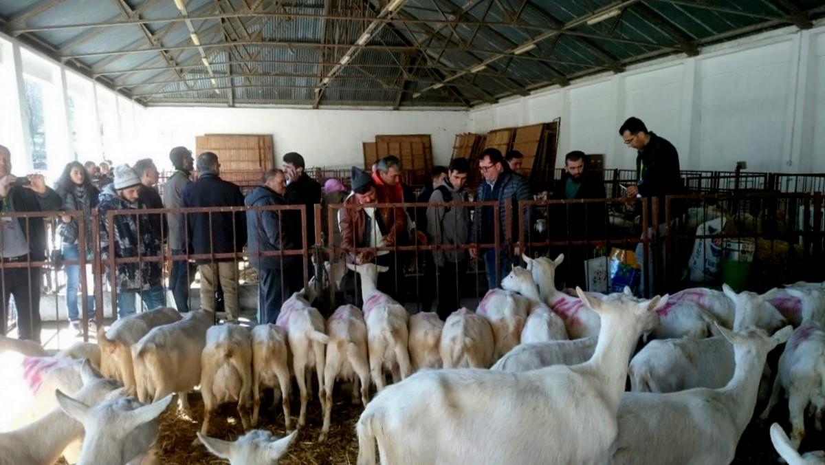 'Türk Saanen Keçisi ve Tahirova Koyunu Çalıştayı' Gerçekleştirildi