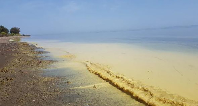 Assos Sahilindeki Ürküten Görüntü İçin Analiz Sonuçları Bekleniyor