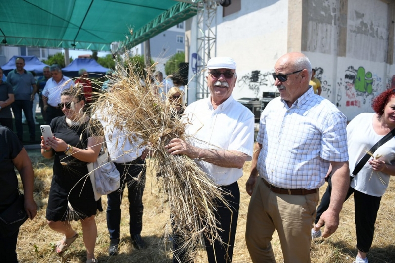 Atalık Buğdaylar Hasat Edildi