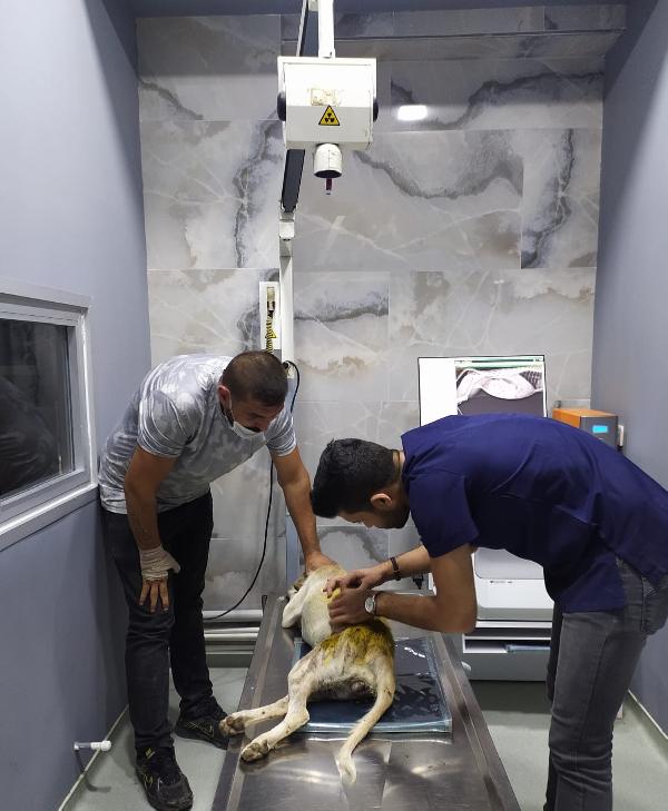 Av Tüfeğiyle Vurulan Sokak köpeği İçin İstanbul'dan Çanakkale'ye Gitti