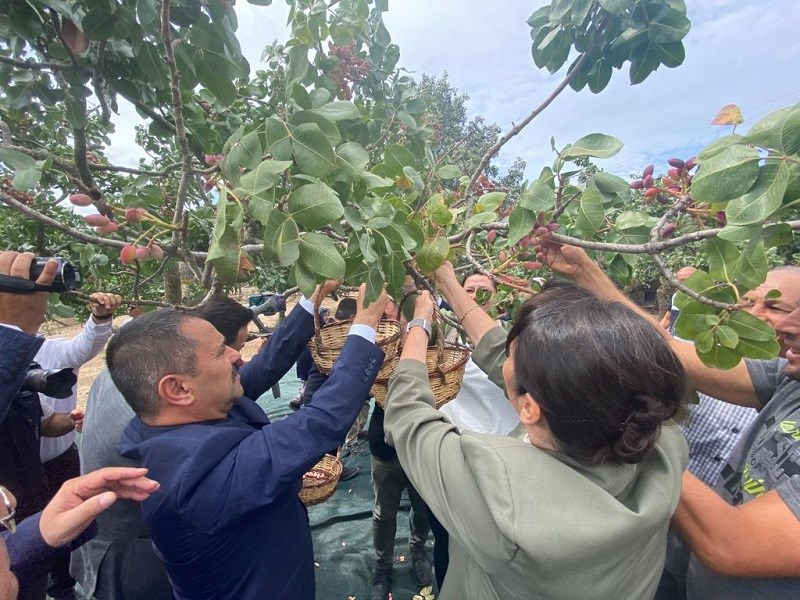 Ayvacık Şapköy ‘de Fıstık Hasat Şenliği Düzenlendi