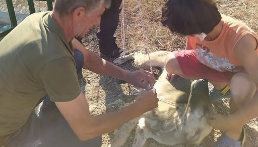 Ayvacık'ta Dereye Düşen Köpeği Belediye Personeli Kurtardı