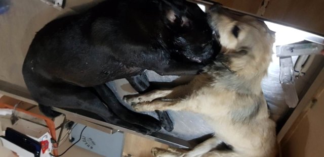 Biga'da 16 Köpeğin Zehirlenerek Öldürülmesinde 2 Zanlı Yakalandı