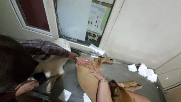 Biga'da Çok Sayıda Köpek Zehirlenerek Öldürüldü