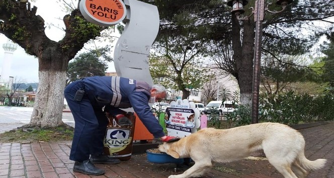 Çan Belediyesi Sokak Hayvanlarını Unutmadı 