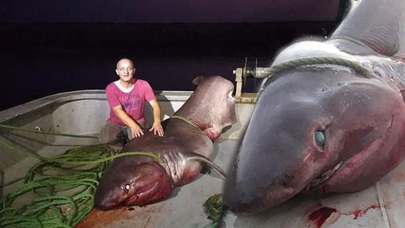 Çanakkale Balıkçı Ağına 1 Tonluk Köpek Balığı Takıldı