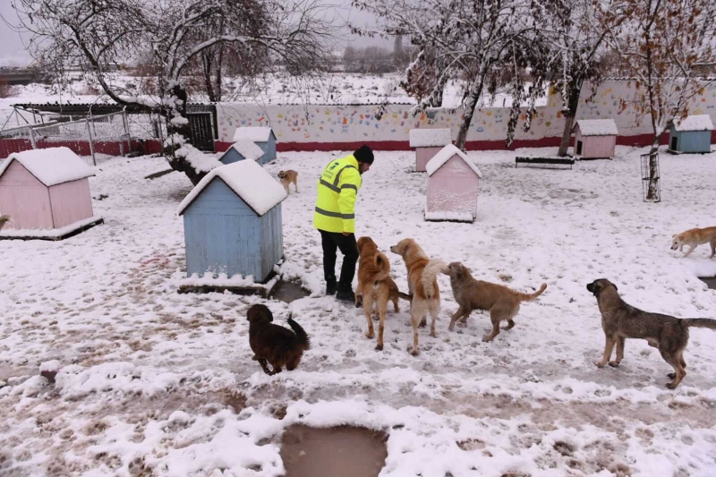 Çanakkale Belediyesi Soğuk Havada Can Dostlarını Unutmadı