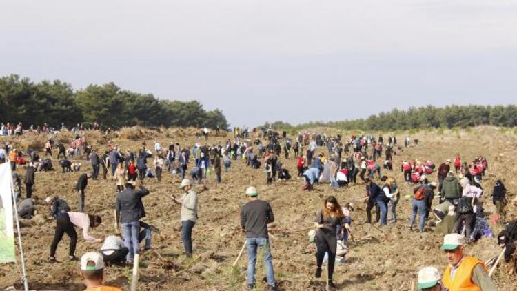 Çanakkale'de 205 Bin Fidan Toprakla Buluşturuldu