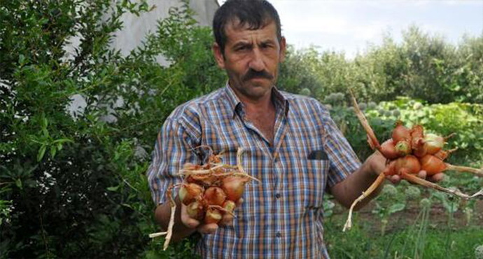 Çanakkale’de hasadı yapılan soğanlar görüntüsüyle şaşırttı