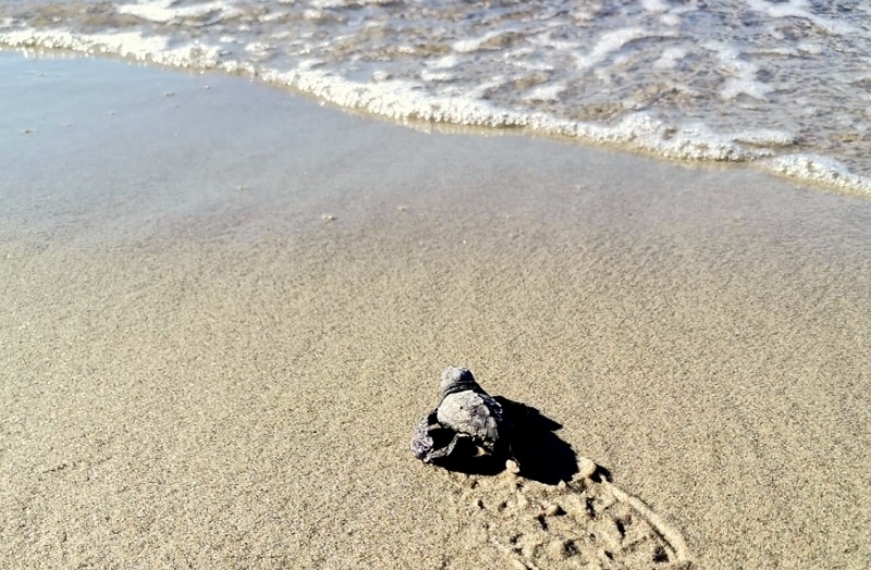 Çanakkale’de İlk Kez Caretta Caretta Yuvası Tespit Edildi