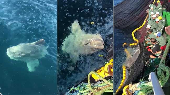 Çanakkale'de Yakalanan Yarım Tonluk Pervane Balığı Şaşırttı