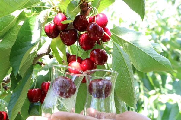 Çay Bardağına Sığmayan Kirazlar Yarışma İçin Hazırlandı 