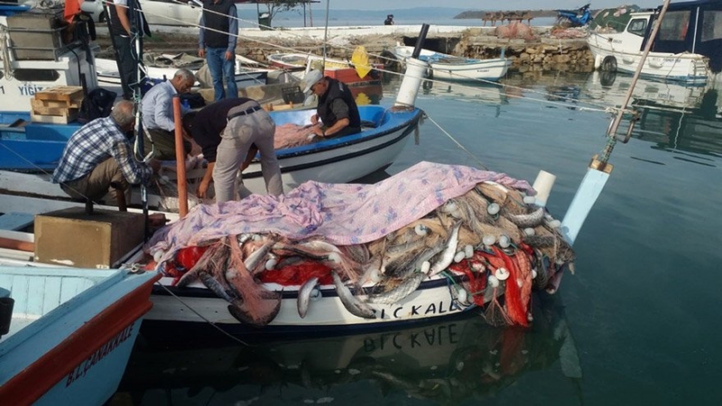 Ezineli Balıkçı Tek Seferde 1,5 Ton Kefal Avladı