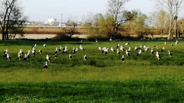 Göç Yolundaki Leylekler Biga'da Mola Verdi