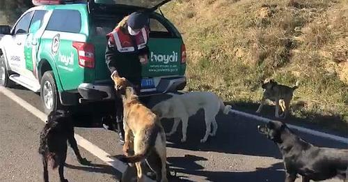 HAYDİ Timi Sokak Hayvanlarını Yine Yalnız Bırakmadı