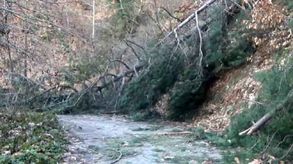 Kaz Dağları'nda Kar ve Fırtına, Ağaçlara Zarar Verdi
