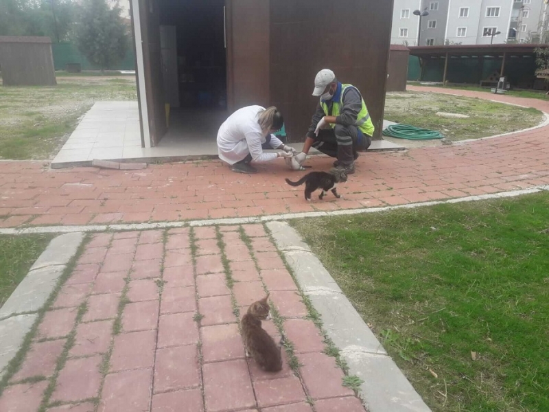 Kedi Köyünde Düzenli Sağlık Kontrolleri Gerçekleştiriliyor