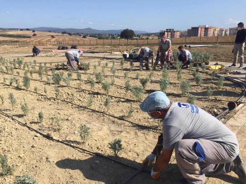 Kent Merkezinde Mis Kokulu Bir Bahçe: Aromatik ve Tıbbi Bitkiler Parkı