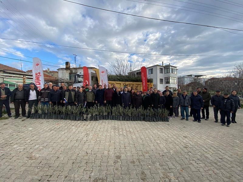 Orman Yangınından Zarar Gören Üreticilere Zeytin Fidanı