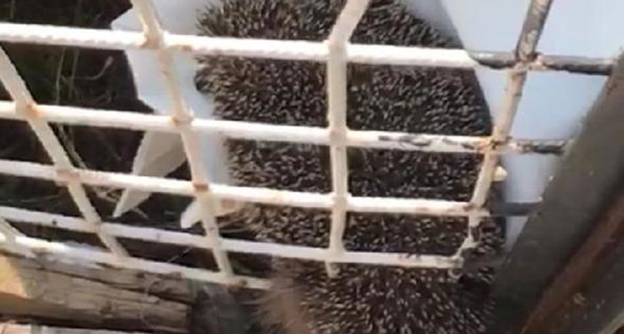 Sağlıkçı, evinin bahçe demirine sıkışan kirpiyi kurtardı 