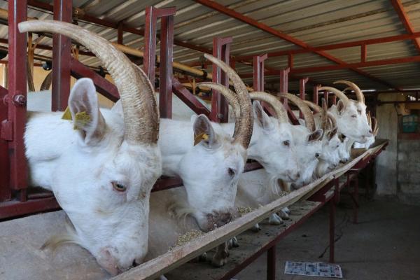 Süt Verimi Yılda Bin Litreyi Bulan Saanen Cinsi Keçiler, Yetiştiricinin Gözdesi