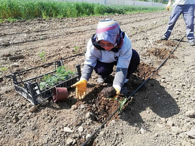 Tohum Sandığı'nda Pembe Domates Bereketi