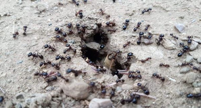 Yüzlerce Karıncanın Yiyecek Telaşı Tatilcilerde Deprem Tedirginliği Yarattı