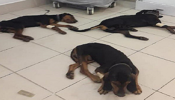 Zehirlenen 4 Köpek Yaşatılamadı