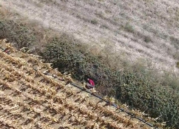 Cezaevi Firarisi, Drone İle Yeri Belirlenip Yakalandı