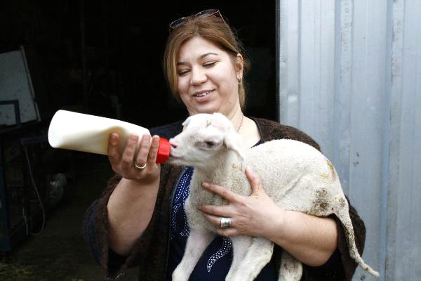 Koyun Yetiştiriciliğinde İspanya Modeli