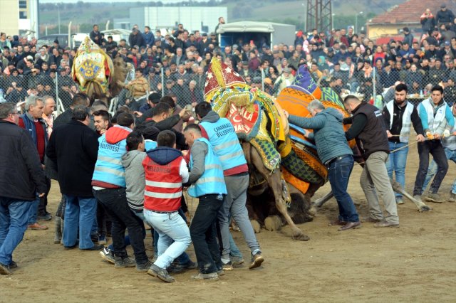 Çanakkale'de Deve Güreşi Festivali