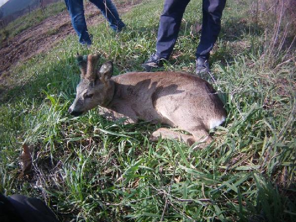 Yaralı Karaca Tedavi Edilip Doğaya Salındı
