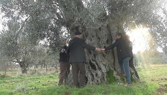 Çanakkale Bayramiç'te, 600 Yıllık Zeytin Ağacı Tescillenmeyi Bekliyor