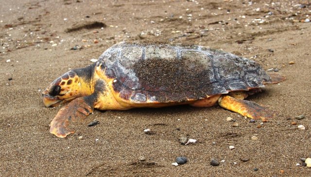 Çanakkale'de Sahile Ölü Caretta Caretta Vurdu