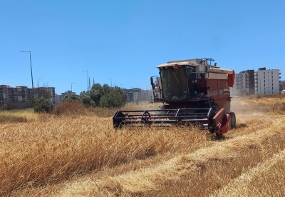 Atalık Buğday ve Yemlik Arpanın Hasadı Gerçekleştirildi
