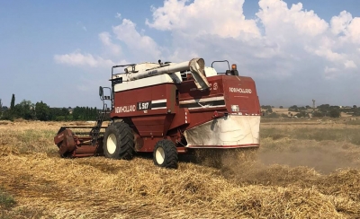 Atalık Buğdayların Hasadı Gerçekleştirildi