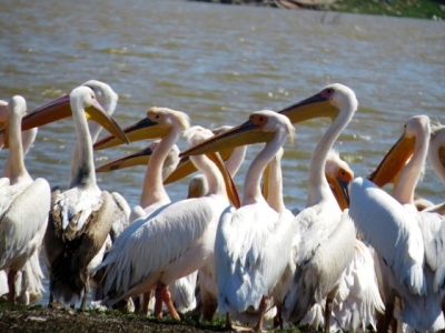 Ayıtdere Göleti Pelikanların Uğrak Yeri Oldu