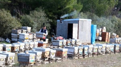 Barakada Kalıyor, Arılarla Yatıp Arılarla Kalkıyor