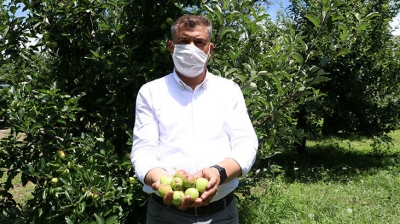 Bayramiç'te Dolunun Vurduğu Elma Bahçelerinde Zarar Tespiti Sürüyor