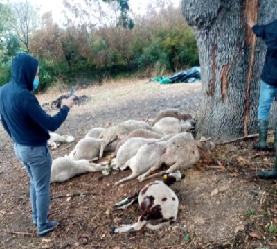 Biga'da Yıldırım Düştü; Ağaç Altındaki 13 Koyun Öldü