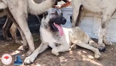 Çanakkale’de Çoban Köpekleri İçin Mikroçip ve Sağlık Projesi Hayata Geçirildi